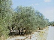 Sali - gli ulivi